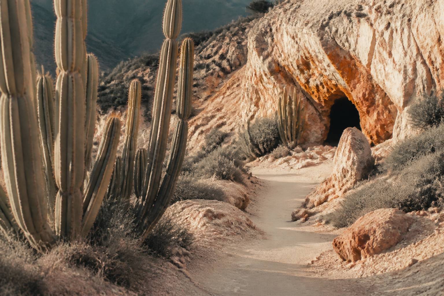 Paysage aride de tournage avec cactus géants et sentier de terre